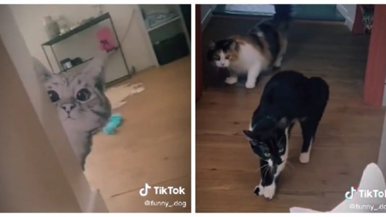 Këto mace panë një foto të pazakontë, reagimi i tyre u bë viral