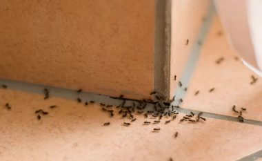 Metoda për largimin e milingonave nga shtëpia juaj