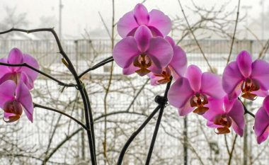 Këshilla për t’i ndihmuar orkidetë që t’i mbijetojnë dimrit