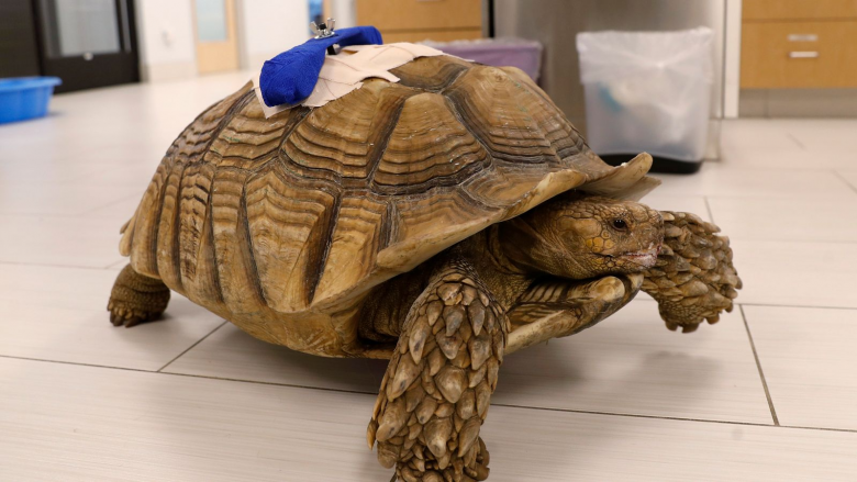 Burri nga Kalifornia i shmanget burgut pasi në gjendje të dehur e theri breshkën
