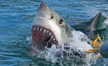 Peshkaqeni 6-metërsh ia këput kokën zhytësit në Meksikë