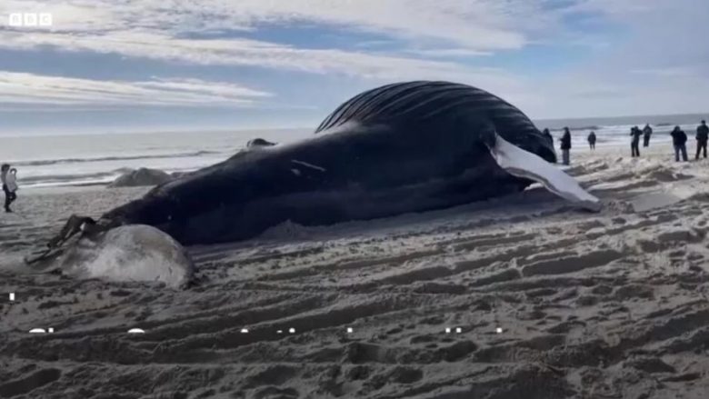 Deti nxori një balenë të ngordhur në brigjet e Nju Jorkut