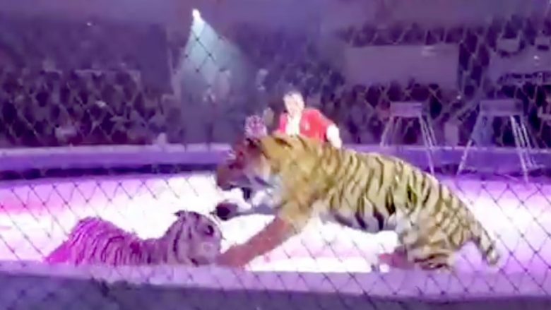 I dërguan për t’u argëtuar, cirku në qytetin rus tmerroi vogëlushët – beteja e përgjakshme e dy tigrave habiti të pranishmit
