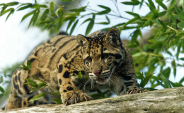 Kopshti zoologjik i Dallasit gjen leopardin e zhdukur
