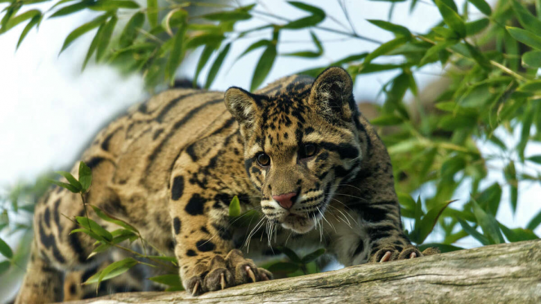 Kopshti zoologjik i Dallasit gjen leopardin e zhdukur
