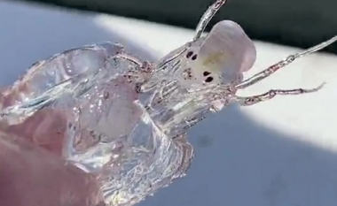 Peshkatari gjen një krijesë ‘aliene’ që është pothuajse e padukshme dhe mund të kamuflohet në ujë