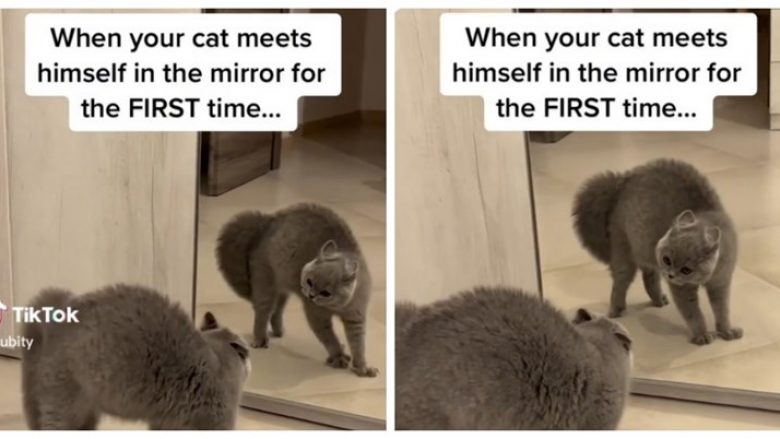 Macja pa vetën në pasqyrë, reagimi i saj është bërë viral në rrjetet sociale