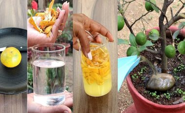 Si të bëni pleh për bimët nga lëvorja e portokallit