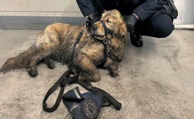 Një qen u shpëtua nga shinat e trenit në Kolumbinë Britanike