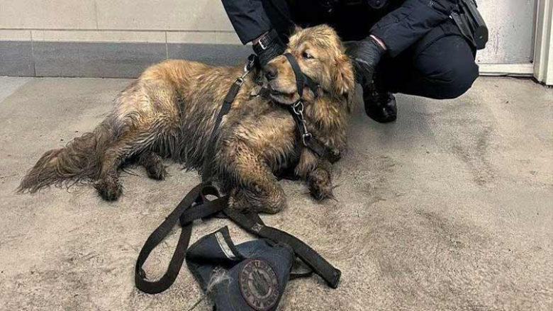 Një qen u shpëtua nga shinat e trenit në Kolumbinë Britanike