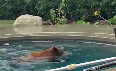 Ariu shijon pishinën në shtëpinë e një familjeje në Kaliforni