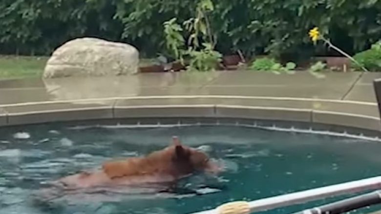 Ariu shijon pishinën në shtëpinë e një familjeje në Kaliforni
