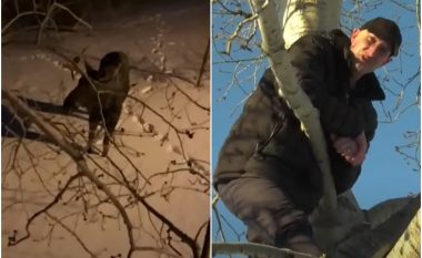 Kanadezi hipi në pemë për t’i shpëtuar drerit