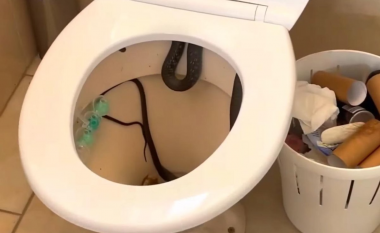 Një gjuetare zvarranikësh e largon një gjarpër nga guaca e tualetit në një shtëpi në Australi