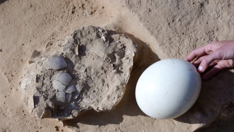 Tetë vezë struci 7500-vjeçare janë gjetur në Izrael