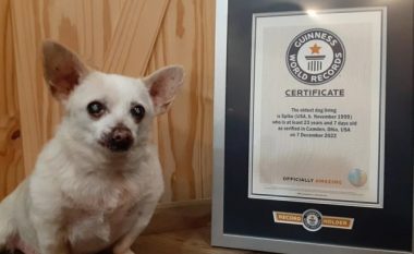 Spike Chihuahua është zyrtarisht qeni më i vjetër në botë