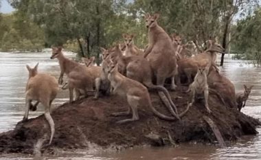Kangurët grumbullohen së bashku në ishull për t’i shpëtuar përmbytjeve shkatërruese në Australi
