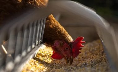 Çekia asgjëson 750.000 pula për shkak të gripit të shpezëve
