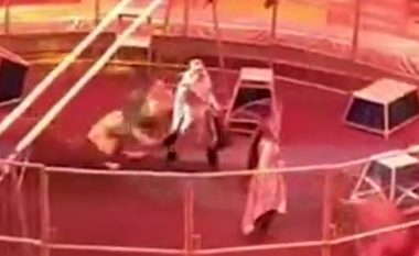 Luani sulmoi “zbutësin” e kafshëve – gjatë një shfaqjeje cirku në Rusi