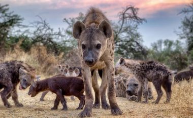 Një komunitet 'i zhurmshëm’ i dominuar nga matriarkati: Tetë fakte për hienat që mbase nuk i dinit