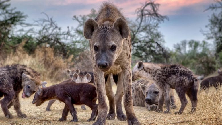 Një komunitet 'i zhurmshëm’ i dominuar nga matriarkati: Tetë fakte për hienat që mbase nuk i dinit