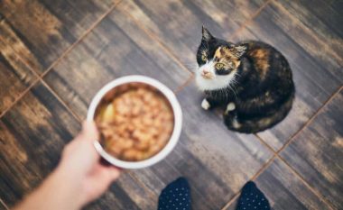 Çfarë duhet të bëni nëse macja juaj refuzon ushqimin?