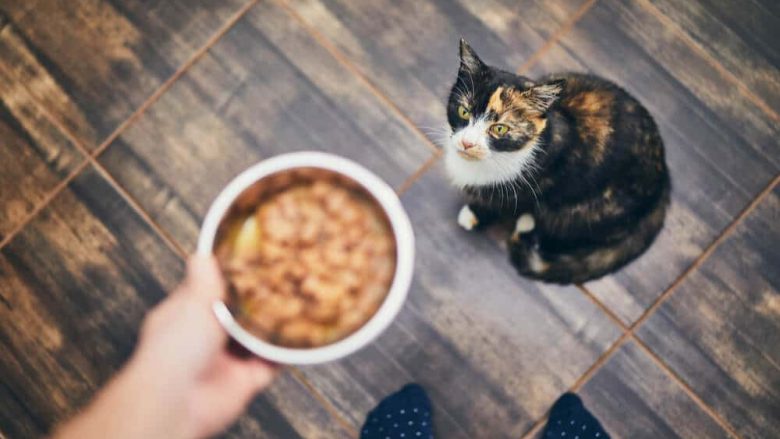 Çfarë duhet të bëni nëse macja juaj refuzon ushqimin?