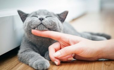 Përse një mace mbyll sytë dhe harkon shpinën kur e përkëdhelni?