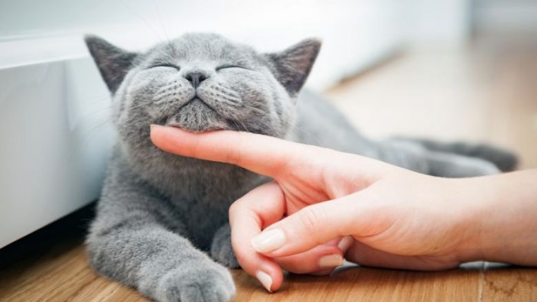 Përse një mace mbyll sytë dhe harkon shpinën kur e përkëdhelni?