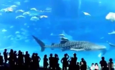 Peshku i madh ‘vret veten’ para të pranishmëve në akuarium pasi u verbua nga ‘blici’ i kamerës