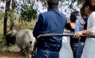 Rinoqerontët i vërsulen turistëve në parkun nacional në Indi, duke ikur rrokullisen me veturë – lëndohen të gjithë
