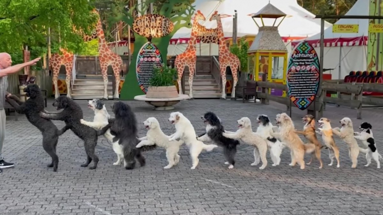 14 qen “valltarë” formojnë linjën “Conga” për të thyer Rekordin Botëror Guinness