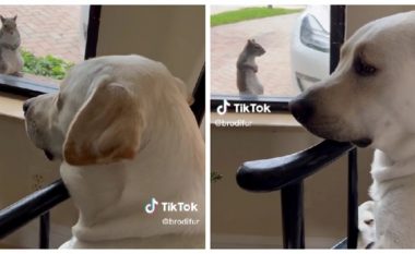 Dashuria e vërtetë: Kafshë kalojnë orë të tëra duke shikuar njëri-tjetrin nga dritarja
