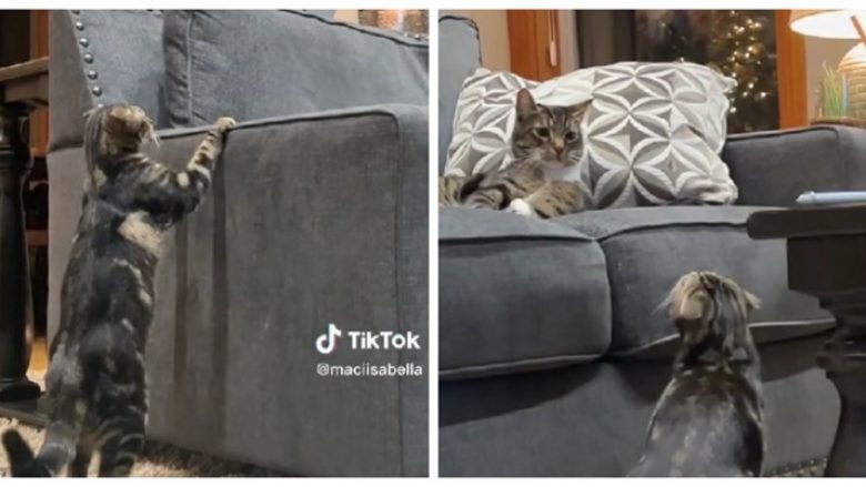 Macja sheh për herë të parë një tjetër mace, reagimi i saj është bërë hit