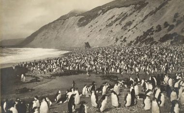 Kujtimet e ngrira: Imazhe e rralla të ekspeditës së Antarktidës