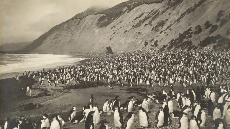 Pinguinët në plazhin Nagëts në ishullin Makuori. Fotografi dhe aventurieri Frank Hurley shkoi në udhëtime të shumta, por imazhet e tij më të njohura u bënë kur anija “Endurance” u shtyp në akull gjatë ekspeditës së eksploruesit Ernest Shackleton, më 1914. Fotografia: Frank Hurley