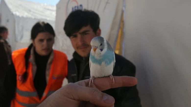 Një zog shpëtoi një familje të tërë nga tërmeti në Turqi, nisi të bënte tinguj të çuditshëm para se të ndodhnin lëkundjet