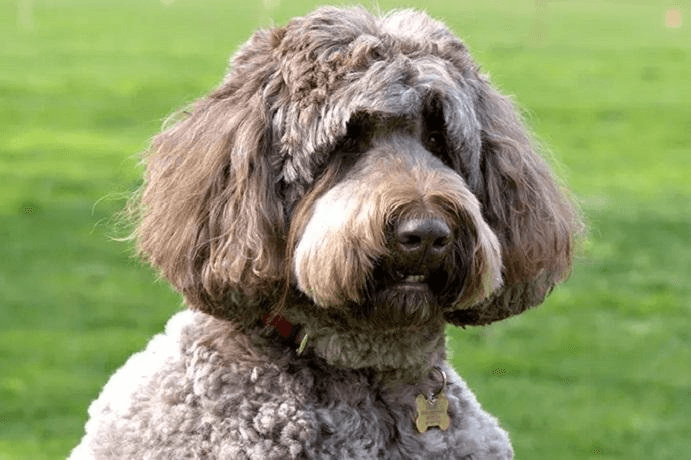 A dog from California breaks the Guinness World Record for the 