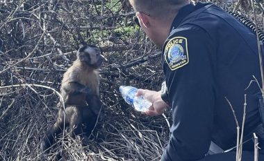 Arratiset pas një përplasje – majmuni u gjet dy ditë më vonë në Kentaki