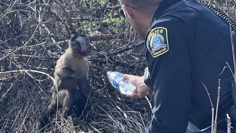 Arratiset pas një përplasje – majmuni u gjet dy ditë më vonë në Kentaki