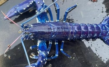 Peshkatari nga Irlanda e Veriut gjen një karavidhe blu