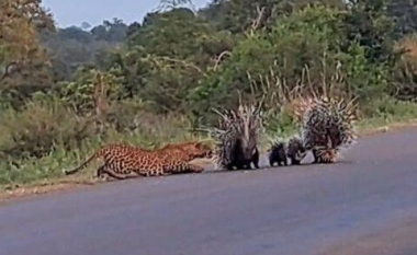 Pamjet mahnitëse kur iriqët mbrojnë të vegjlit e tyre nga leopardi