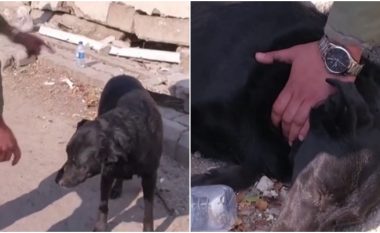 Video emocionuese, qeni po pret pronaren e tij në Hatay që ka mbetur e bllokuar nën rrënoja për pesë ditë