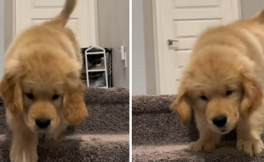 Qeni që frikësohet prej shkallëve, bëhet hit në rrjetet sociale