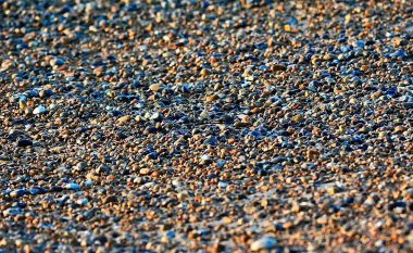 A mund ta dalloni zogun cili është i kamufluar në mënyrë të përkryer në një plazh me guralecë?