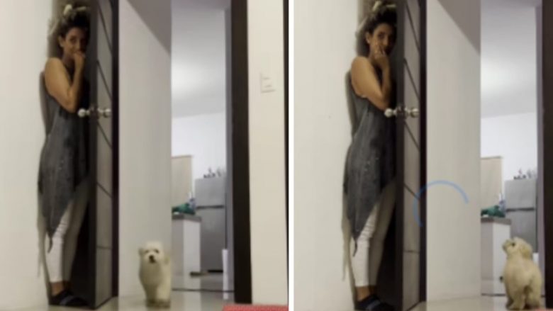 Pronari u fsheh pas derës, qeni ishte krejtësisht i hutuar dhe nuk mund ta gjente