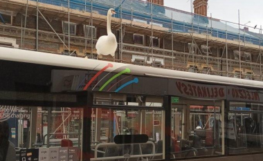 Mjellma ngjitet në majë të autobusit të qytetit në Angli – vozitet falas nëpër rrugët e qytetit