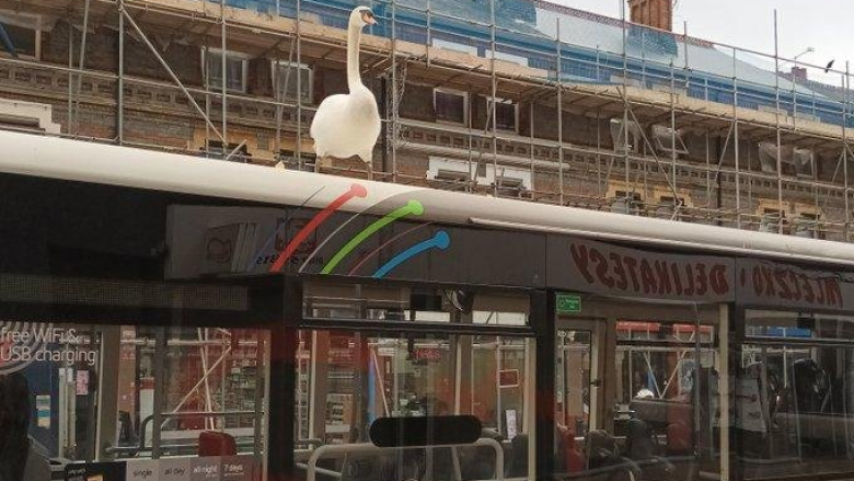 Mjellma ngjitet në majë të autobusit të qytetit në Angli – vozitet falas nëpër rrugët e qytetit