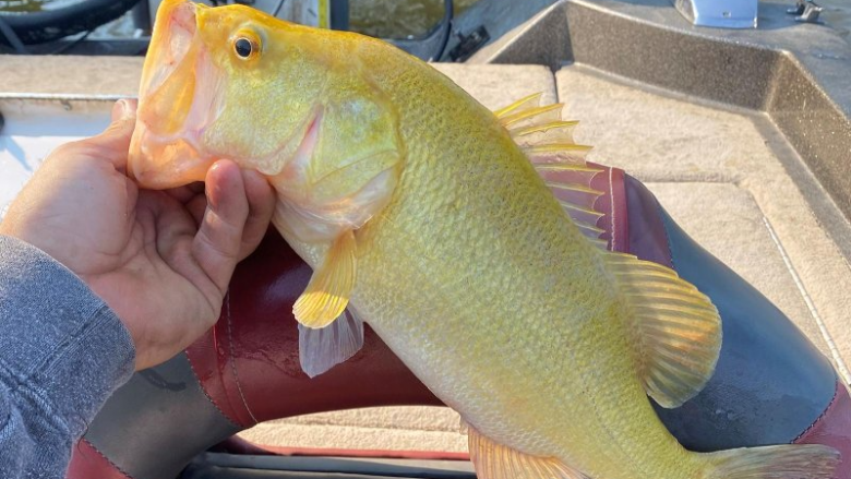 Një peshkatar nga Virxhinia kap një levrek jashtëzakonisht të rrallë me ngjyrë të artë