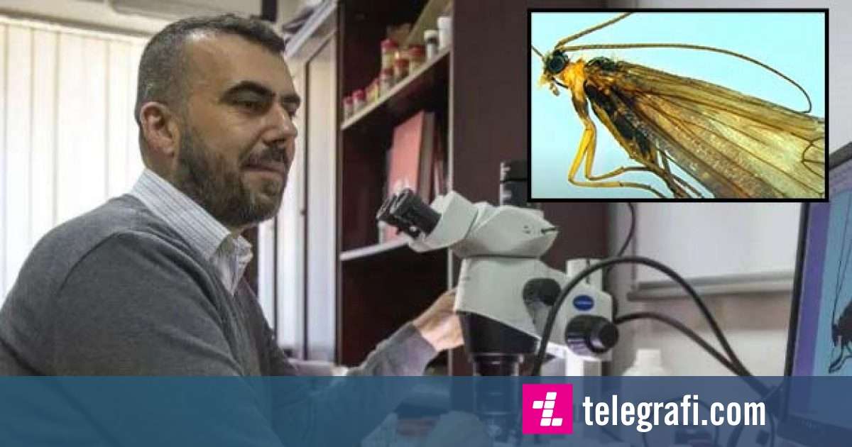 Të Mërkurën Prezantohet Insekti I Ri I Zbuluar Në Kosovë Telegrafi